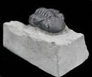 Detailed Eldredgeops Trilobite In Matrix - New York #35159-1